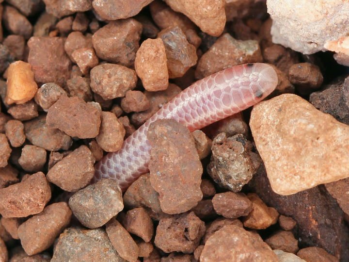 Western Blind Snake